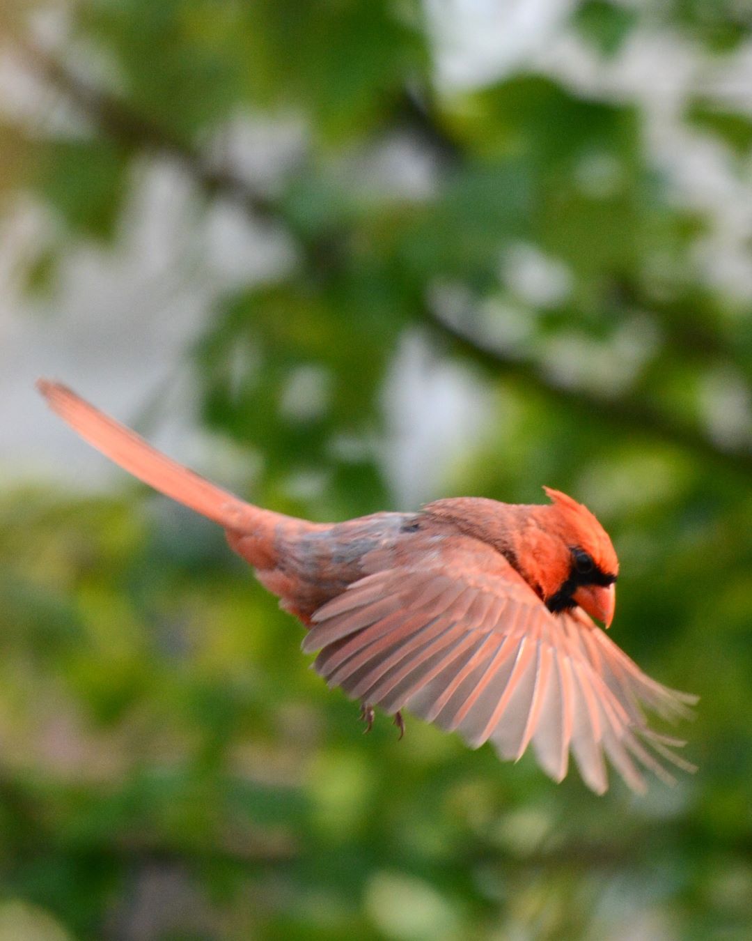 Feathers and Flight: Witnessing the Magic of Cardinal Parenthood