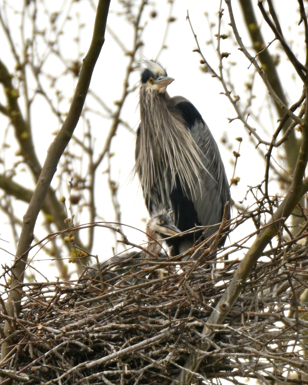 Up Close with Blue Heron Hatchlings: Nest Life